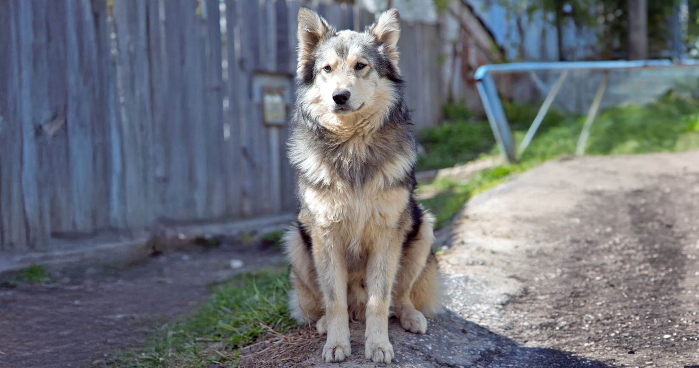 Is a Chow Chow-Husky Mix Right for You?