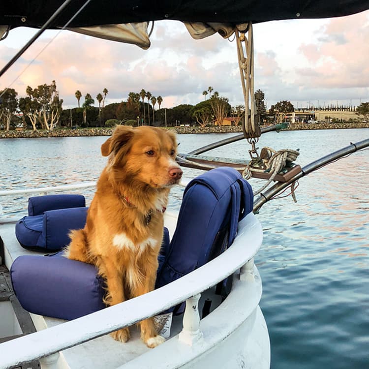 The Dog-Friendly Guide to Sunny San Diego