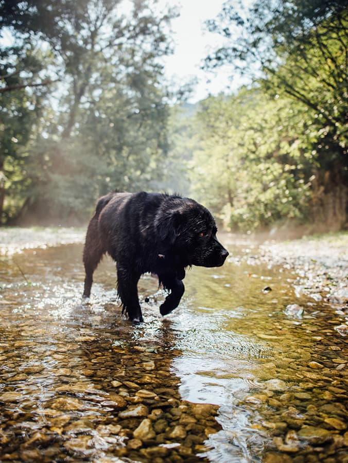 Why Dog Parents Should Be Aware of Flesh-Eating Bacteria Right Now