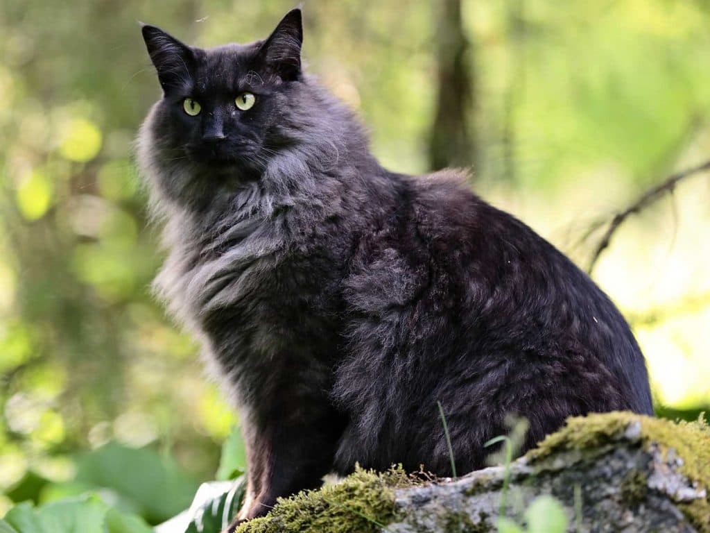Norwegian forest cat
