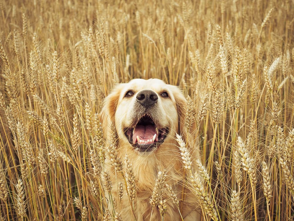8 Super Seeds to Add to Your Dog’s Diet