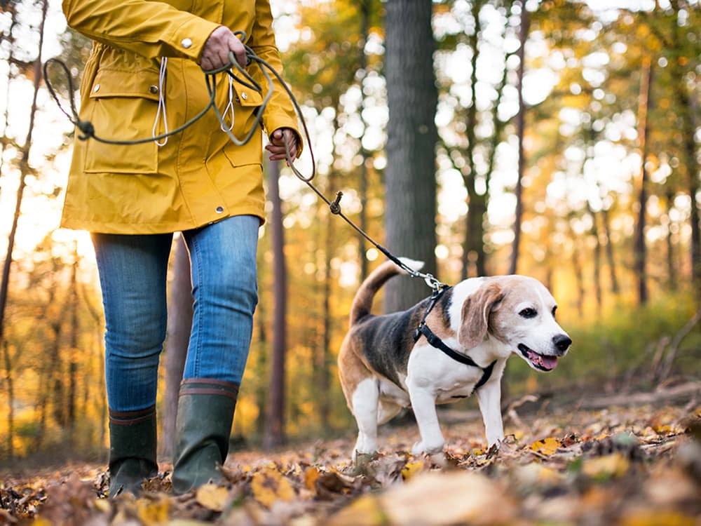 Why Your Dog Suddenly Picked Up a Strange New Habit