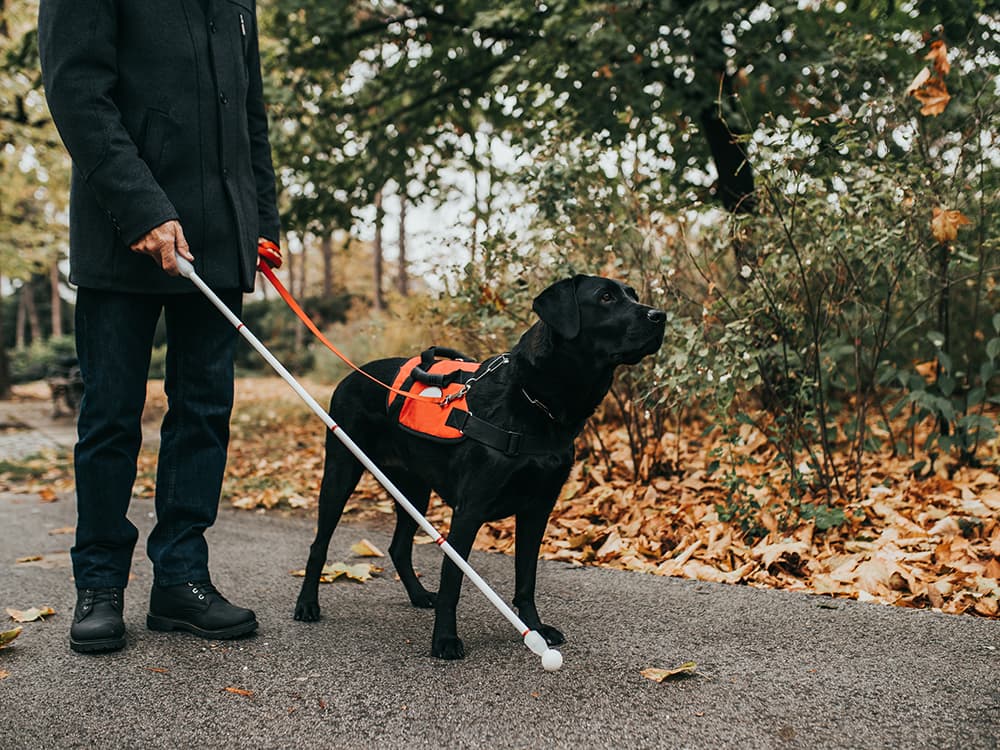 Good News for People With Service Dogs