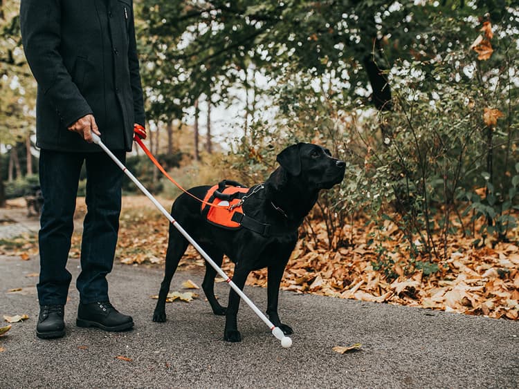 Good News for People With Service Dogs