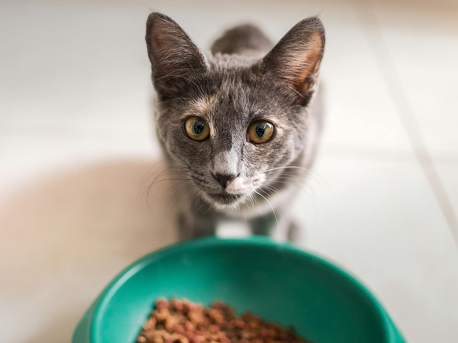 hungry cat eating cat food from green bowl