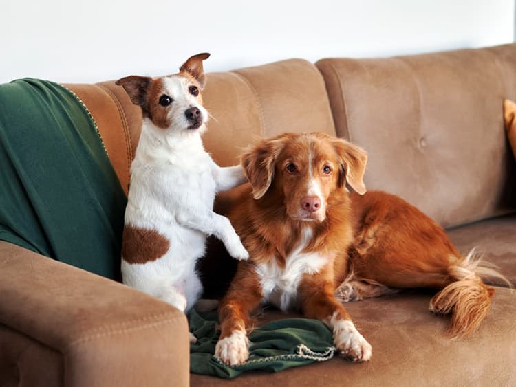 New Research Finds a Dog’s Size Impacts Their Disease Risk