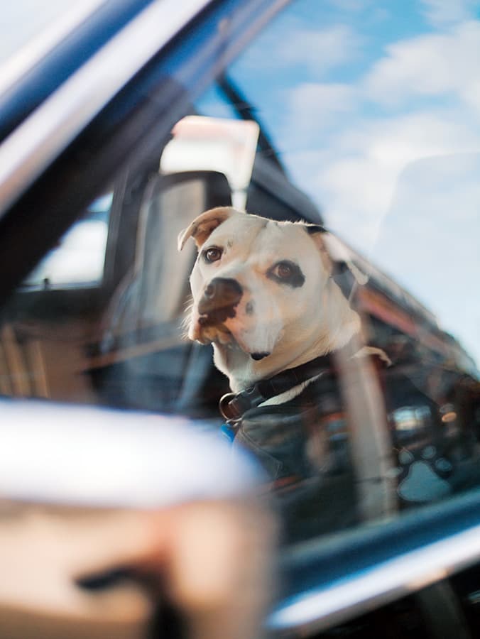 It’s Illegal to Leave Your Pet in a Hot Car In These States