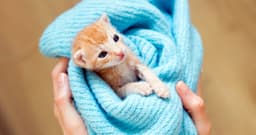 Rescues Seek More Fosters as Kitten Season Approaches