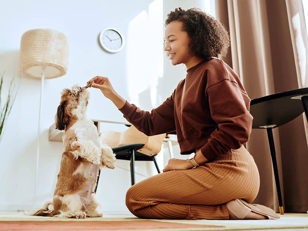 How to Use Dog Treats for Training