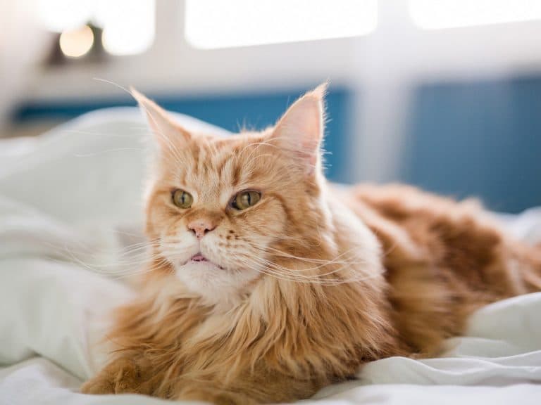 big orange Maine Coon
