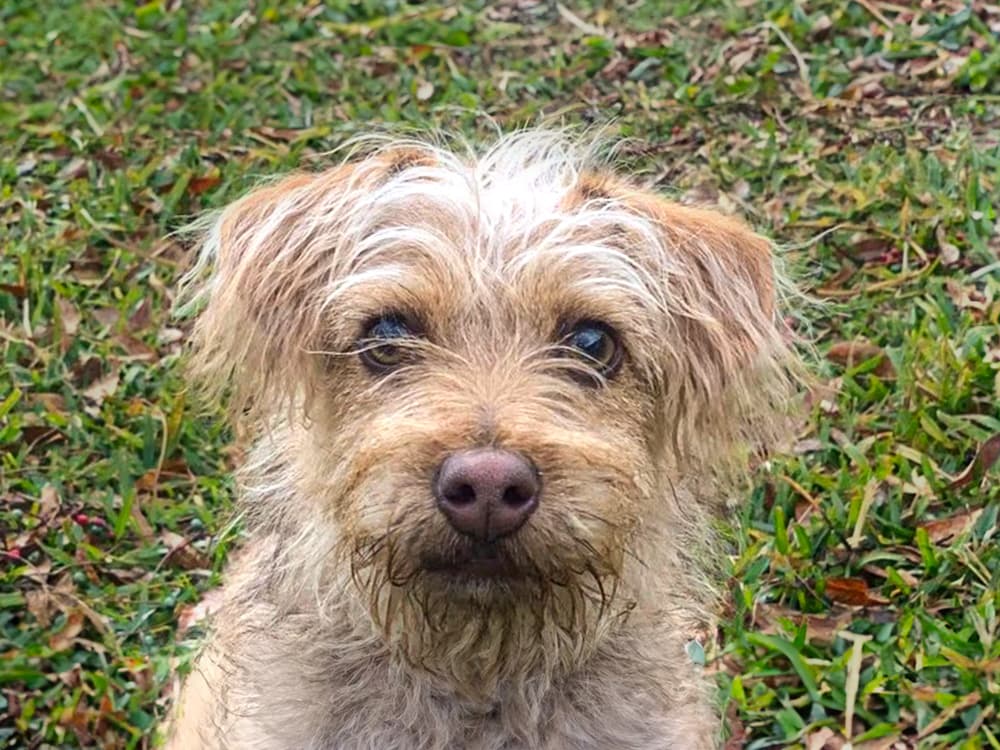 carin terrier mix