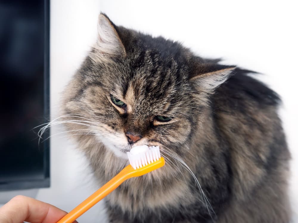 How to Brush Your Cat’s Teeth