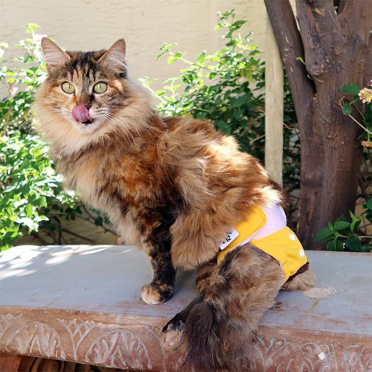 Should I Put a Diaper On My Cat?