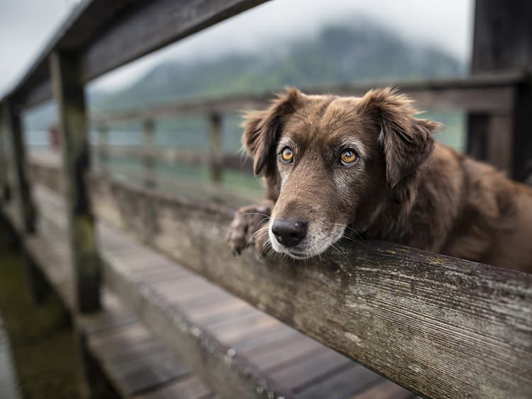 Is Your Senior Dog Sundowning?