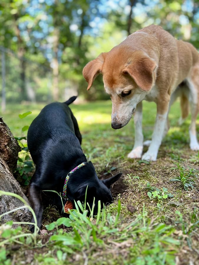 Types of Worms in Dogs: How to Detect and Treat Worms in Dogs