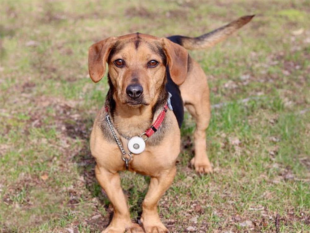 german shepherd / beagle mix
