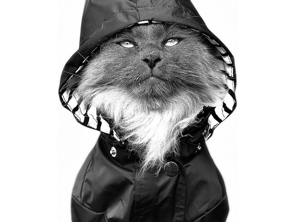 Photographer Jason Nocito’s Pet Portrait Tips
