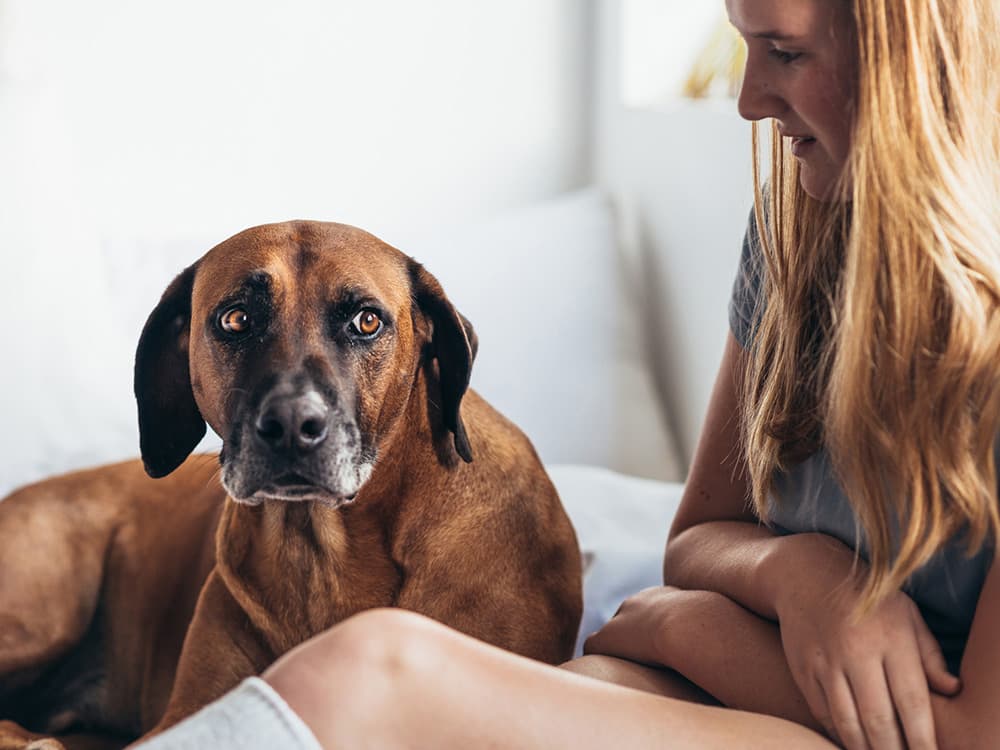 Worried Dog