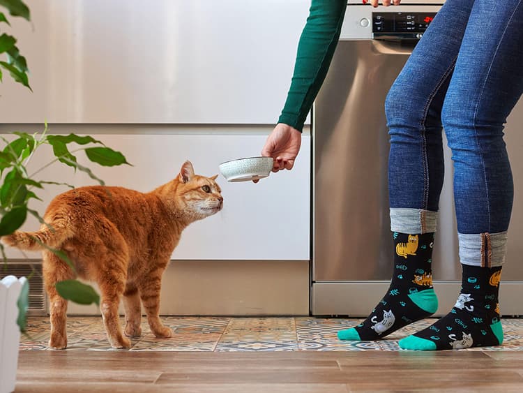 How Long Can Your Always-Hungry Cat Wait For Dinner?