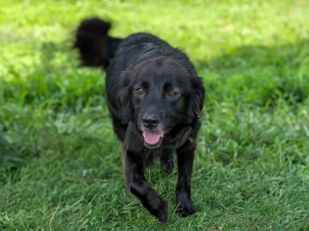 Labrador Retriever / Flat-Coated retriever mix walking in grass