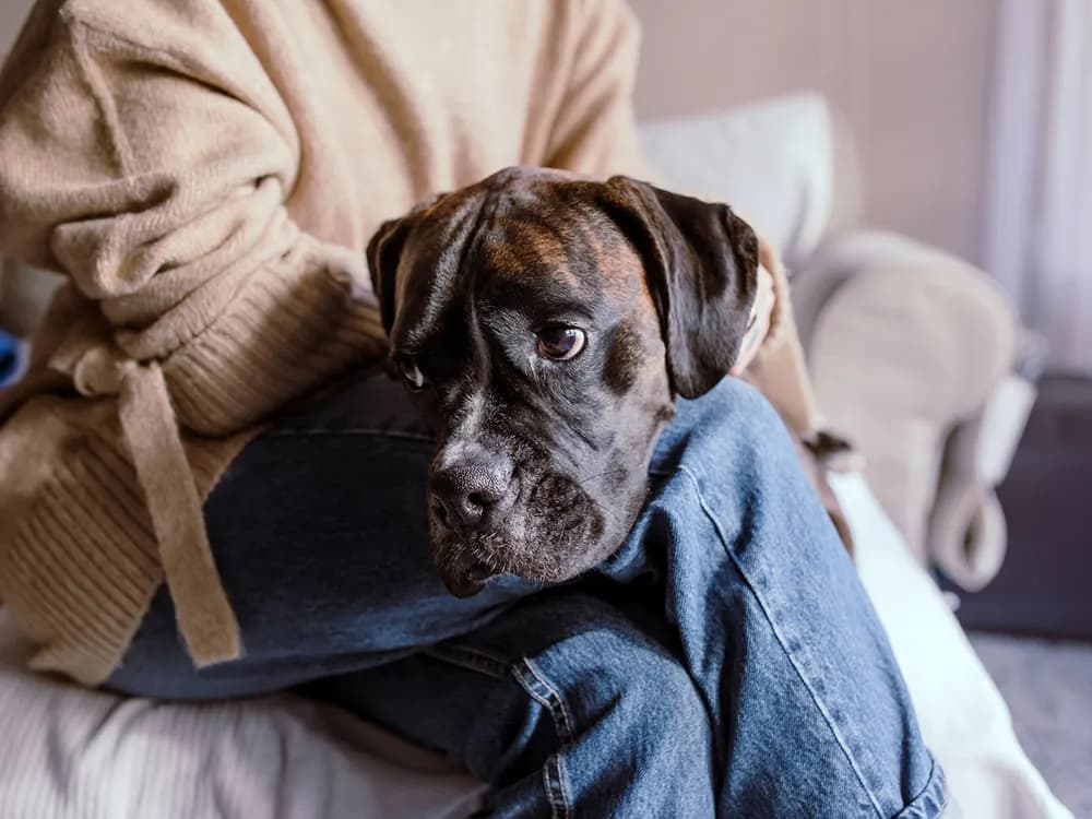 dog seeking comfort from person