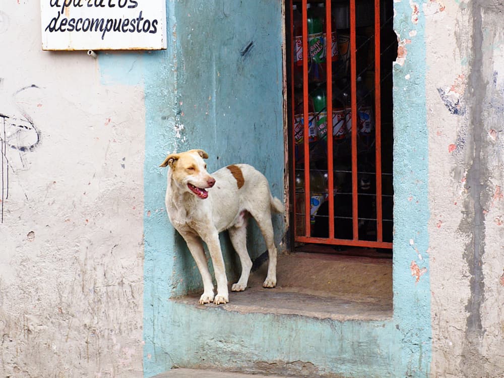 mexican street dog looks out from a gated area
