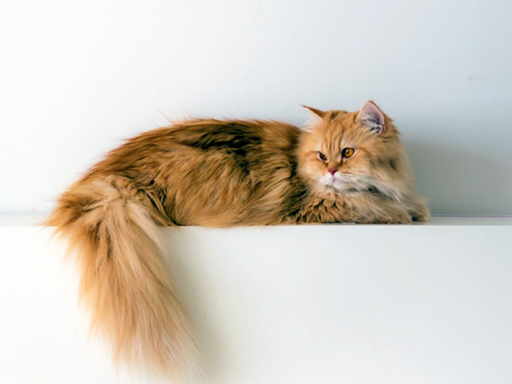 Persian cat