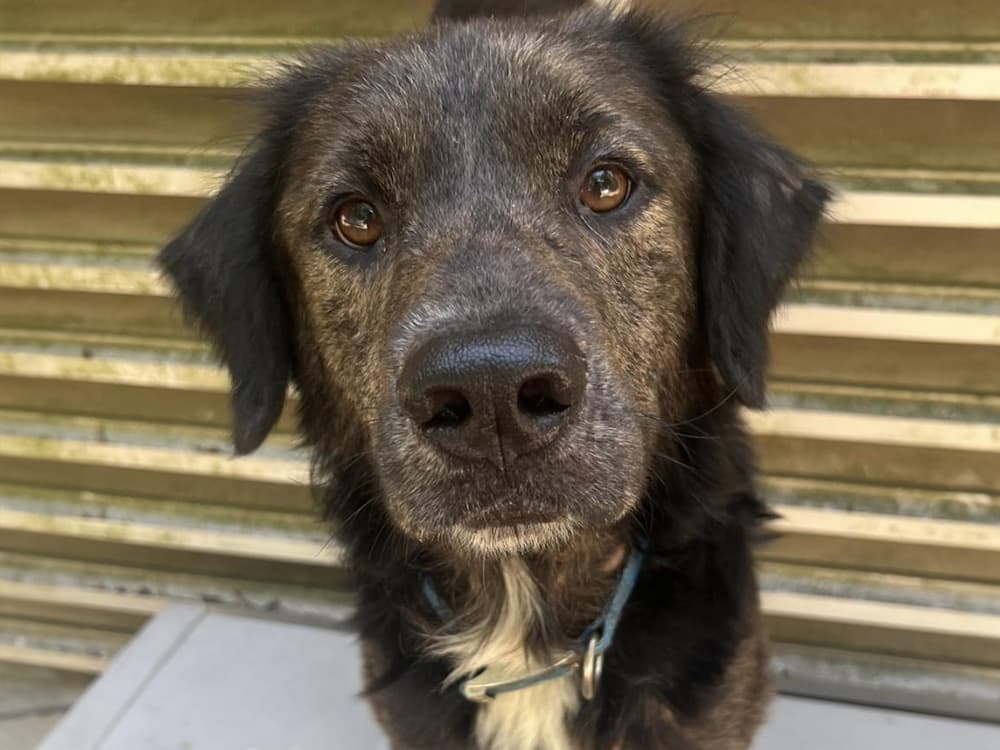 flat-coated retriever mix / aussie / collie