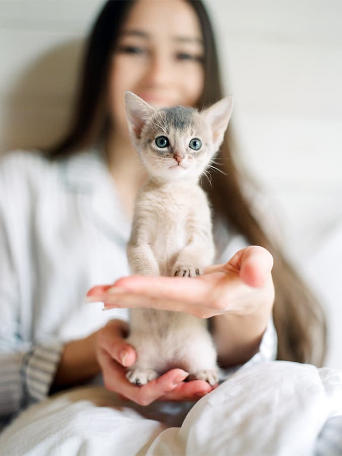 5 Development Stages You Should Know When You Get a Kitten