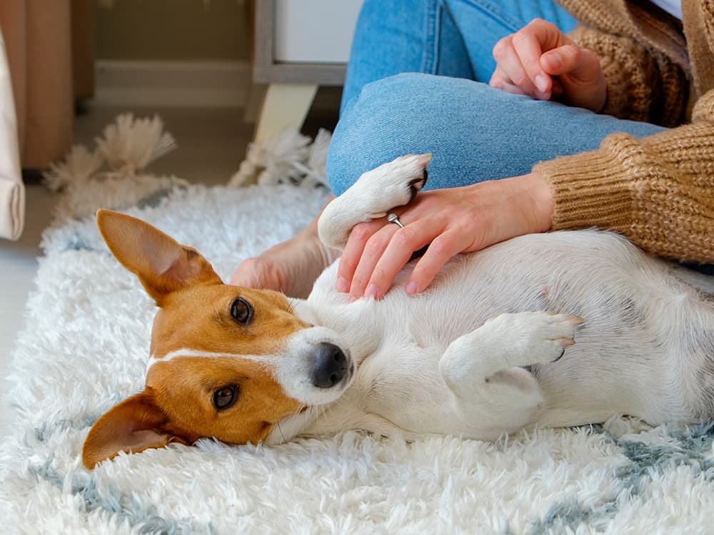 How to Do a DIY Dog Checkup in 7 Steps