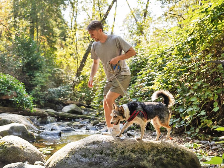Heartworm Is on the Rise in Cats and Dogs