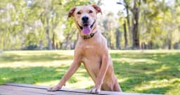 Dogs Similar to Labs: Your Guide to Labrador-Like Breeds