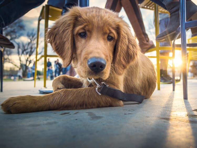 Dog-Friendly Travel: Boston