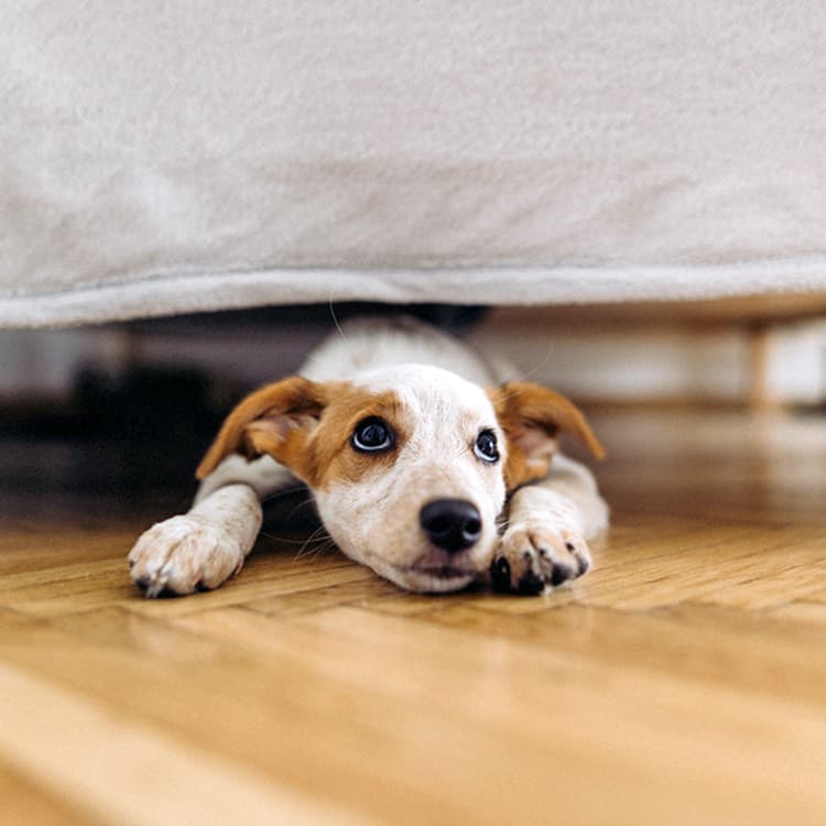 Why Is My Dog Hiding Under the Bed?