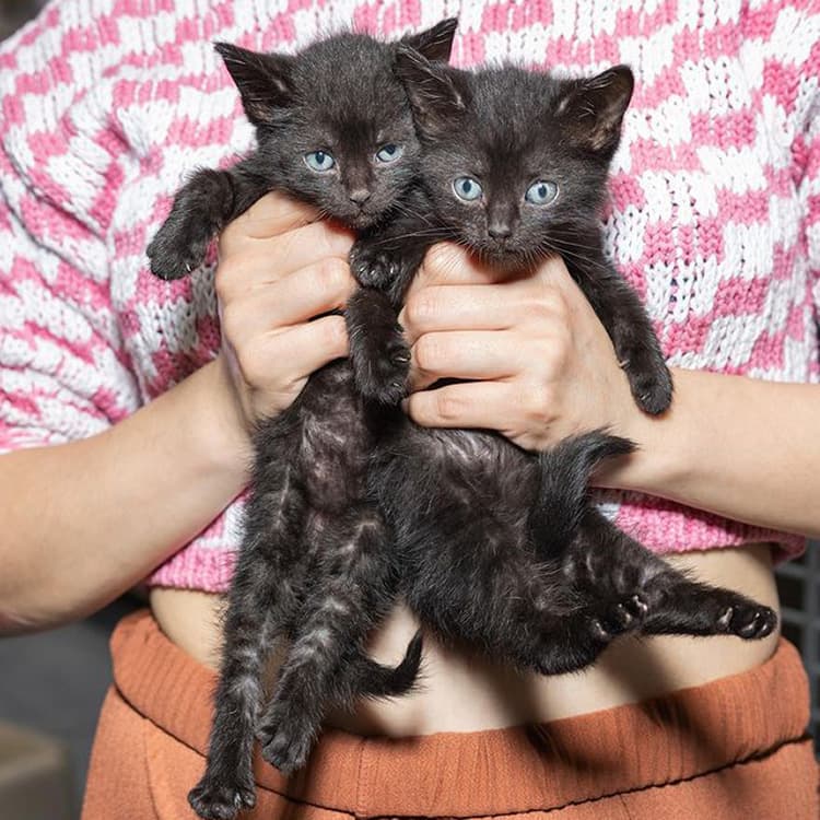 The Brooklyn Cat Cafe Is Like Something Out of a Hollywood Rom-Com