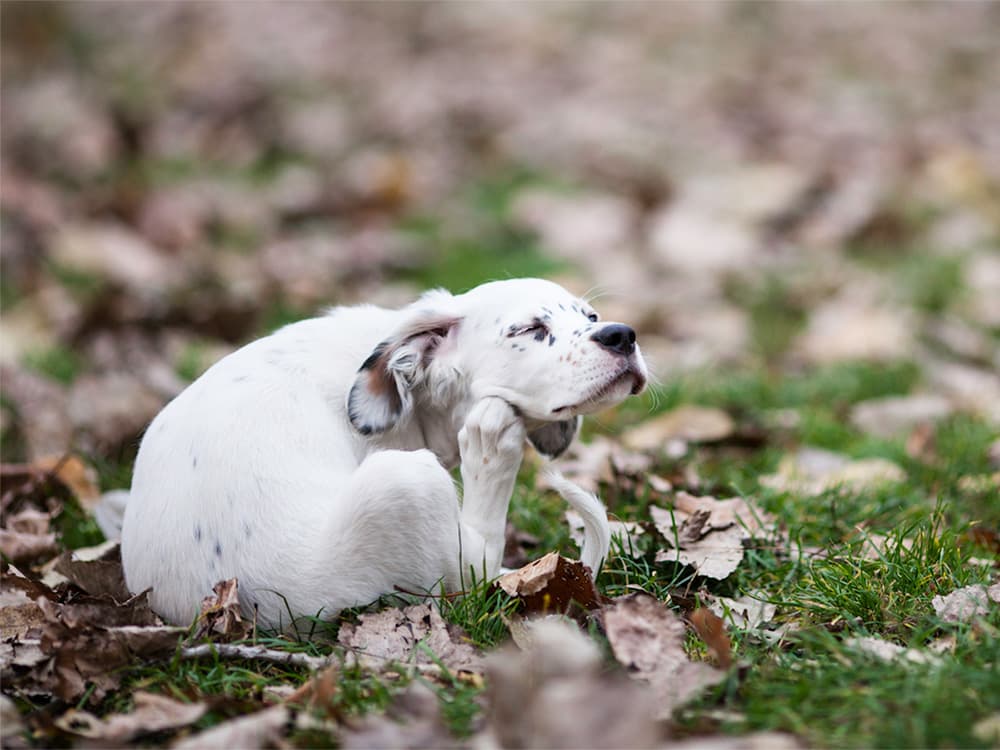 Immunotherapy Can Be the Solve For Your Dog’s Allergies