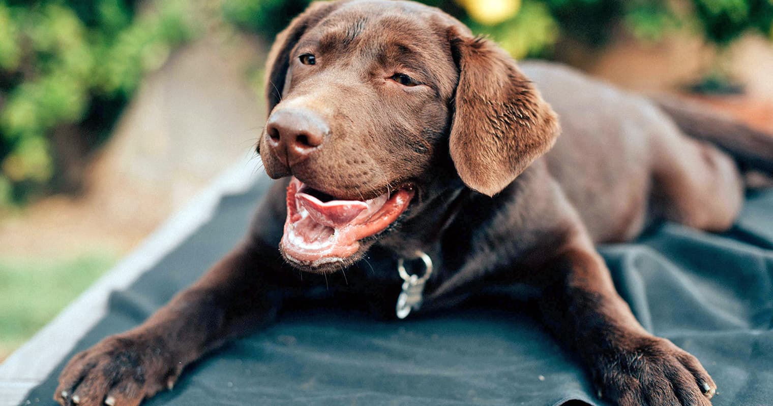 Why Does My Dog Eat Lying Down?