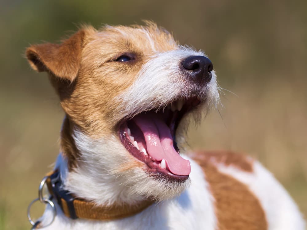 Do Small Dogs Have Bigger Dental Issues?