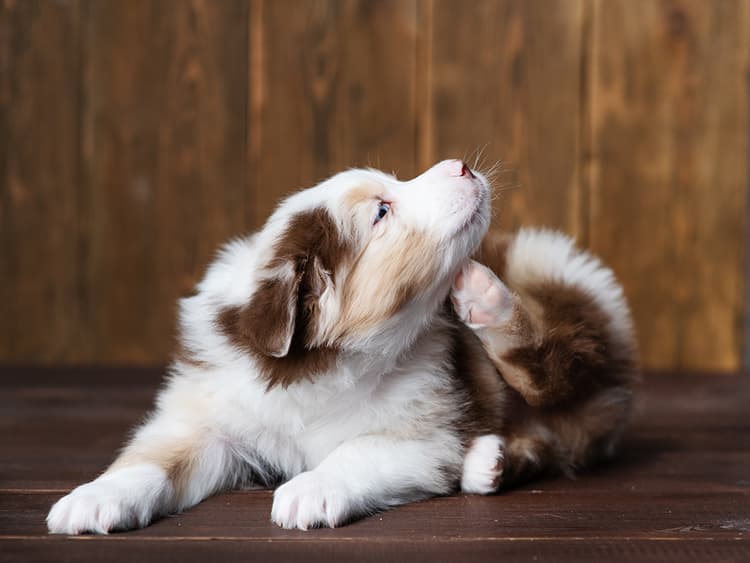 Your Itchy Dog Deserves Relief—Here’s What to Do