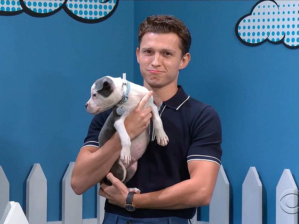 Tom Holland Wants All the Dogs