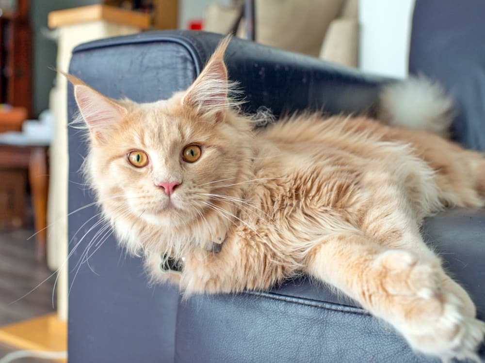 Maine Coon cat