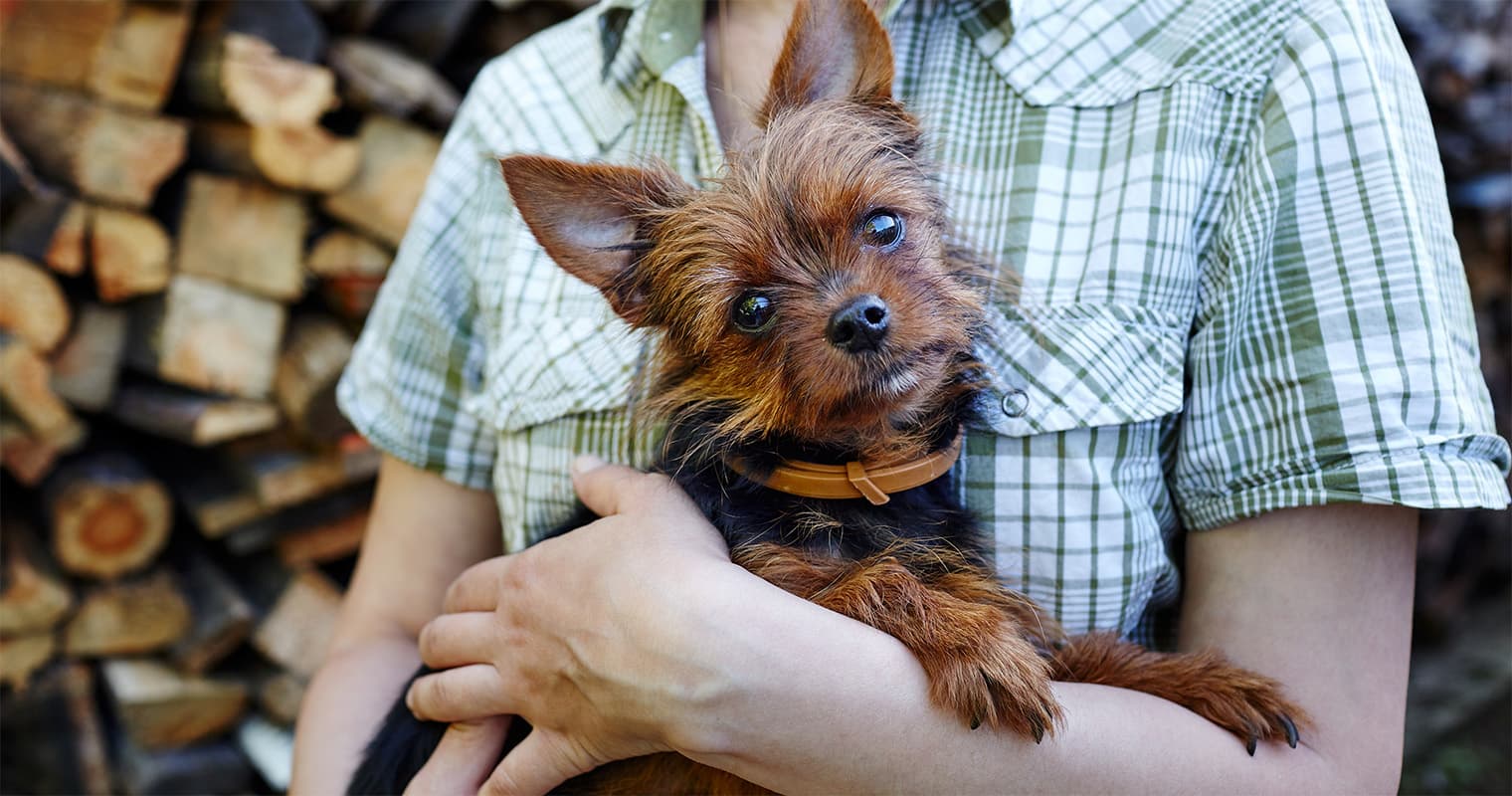 How Long Does the Humane Society Keep Yorkies?