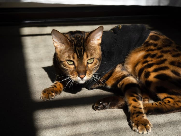 Scientists Discover Why Some Cats Sparkle—Yes, Some Cats Sparkle
