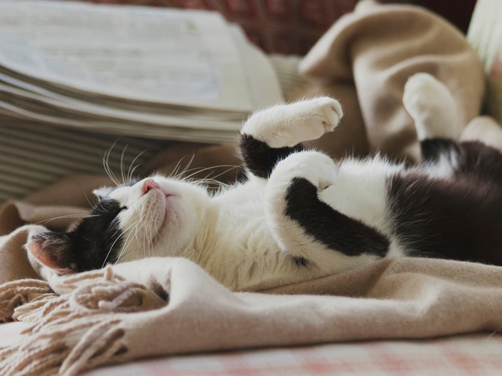 Is My Cat Happy?