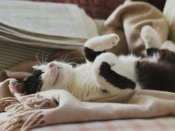 Is My Cat Happy?