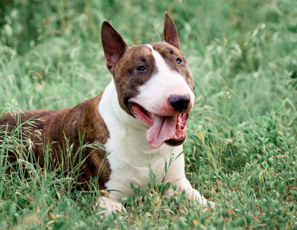 Beautiful dog breed bull terrier walks on green nature
