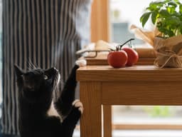 Can Cats Eat Tomatoes?