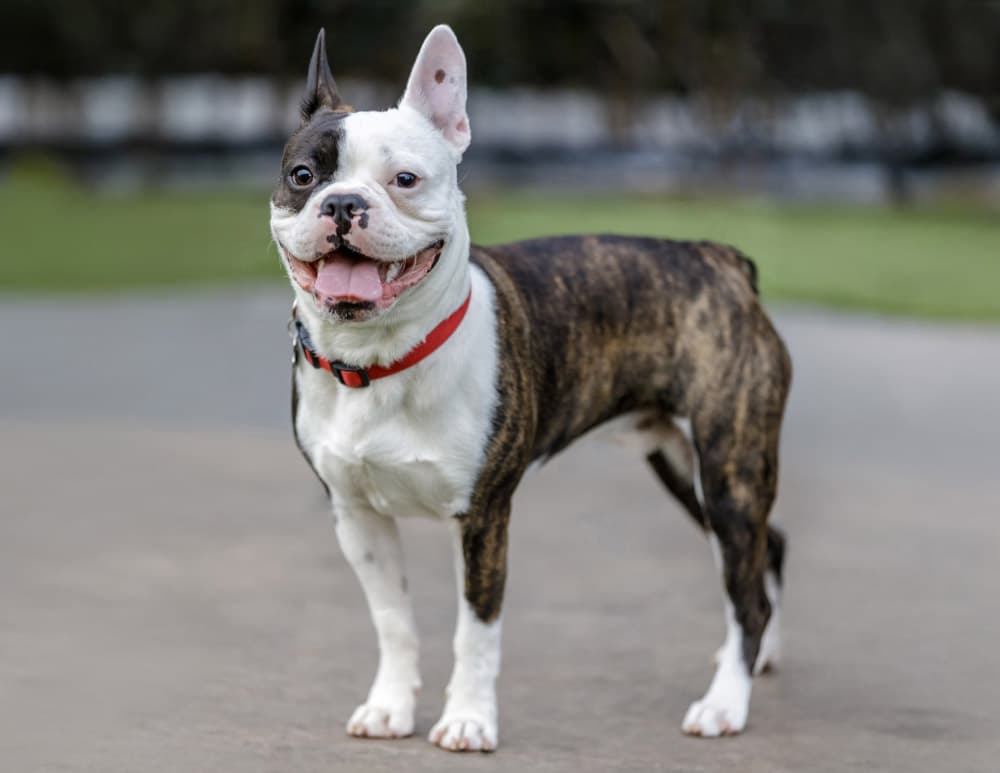 French Bulldog and Boston Terrier cross breed puppy