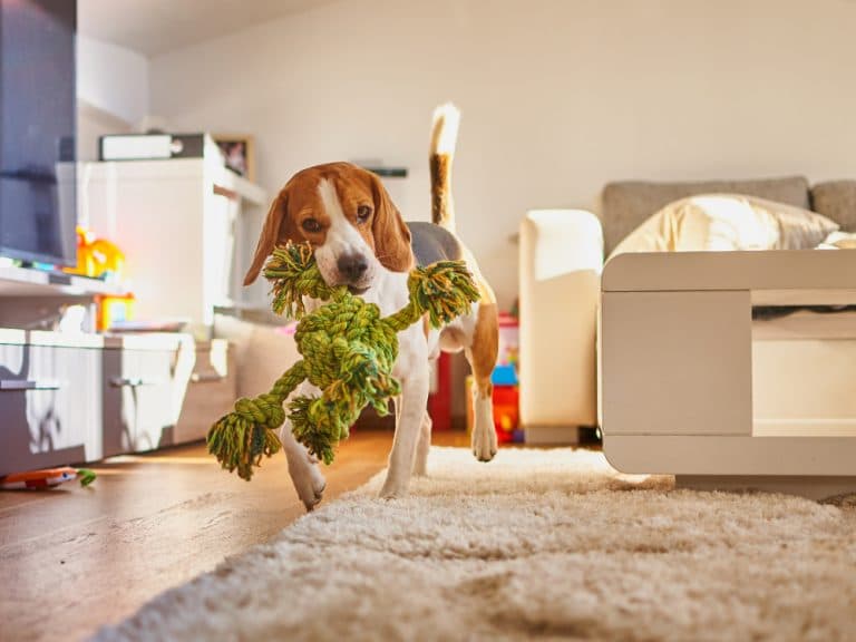 Beagle