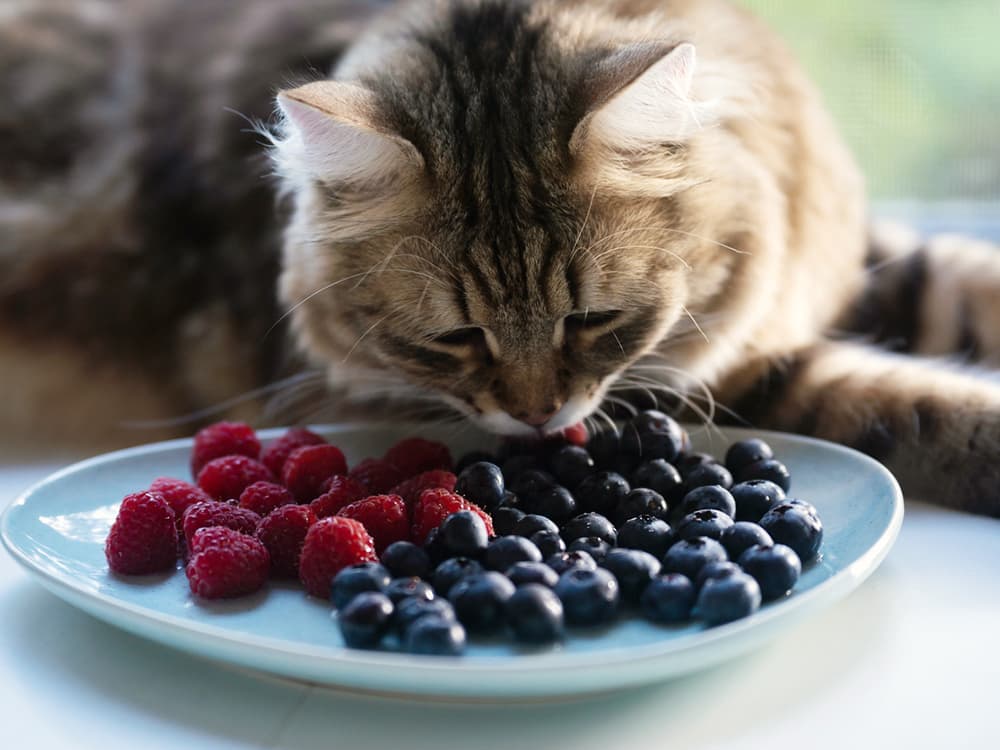 Can Cats Eat Blueberries?